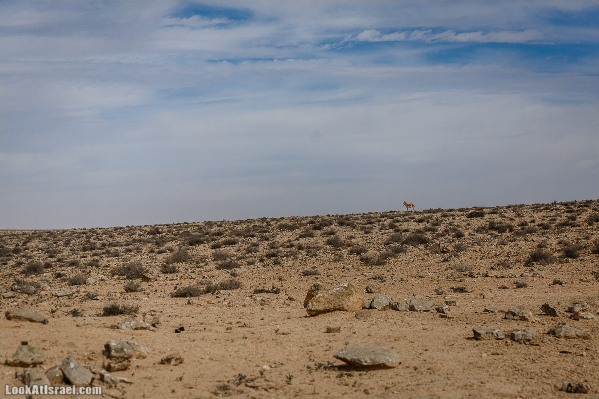 Пеший маршрут по ручью Элот, вершина Элот, водоёмы Лоц | LookAtIsrael.com - Фото путешествия по Израилю