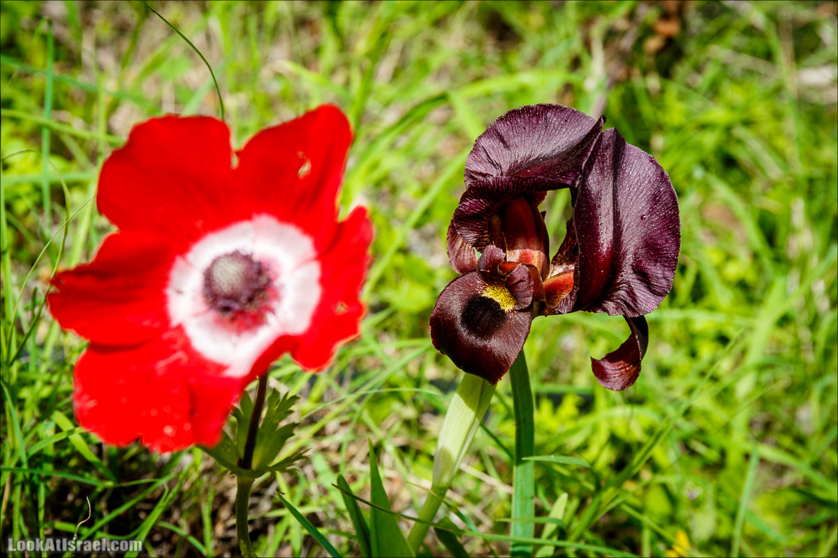 Цветение в парке Неот Кдумим