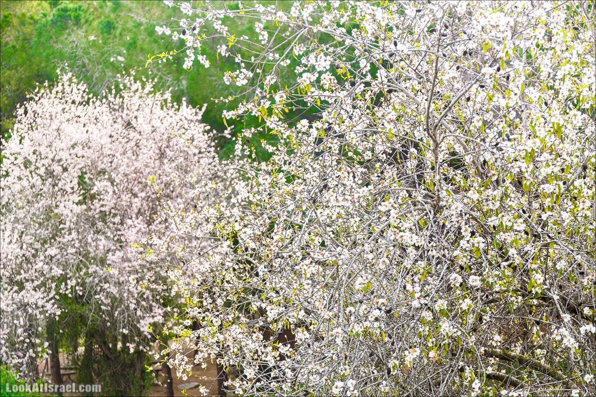 Цветение в парке Неот Кдумим | LookAtIsrael.com - Фото путешествия по Израилю