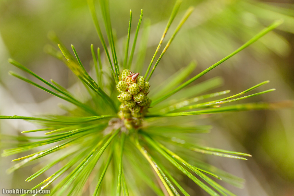 Цветение в парке Неот Кдумим | LookAtIsrael.com - Фото путешествия по Израилю