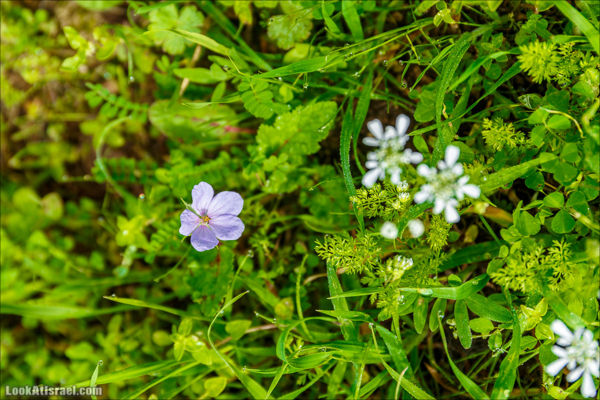 Цветение в парке Неот Кдумим | LookAtIsrael.com - Фото путешествия по Израилю