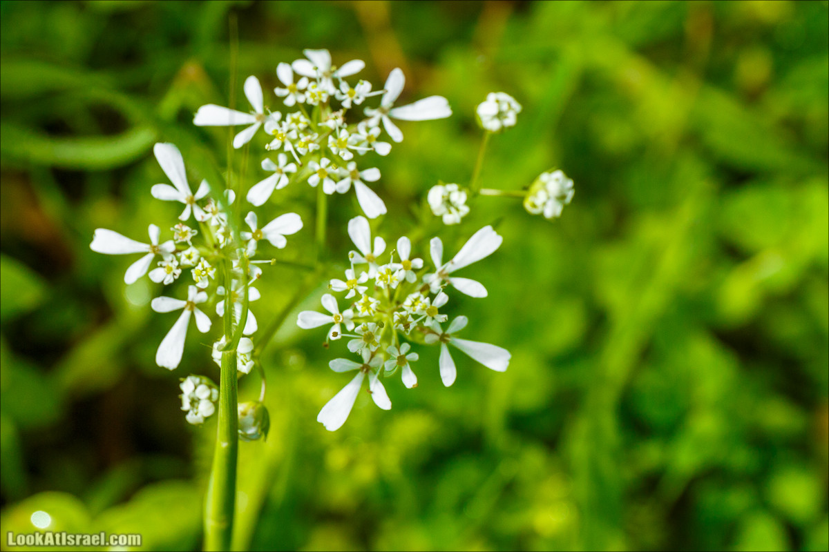 Цветение в парке Неот Кдумим | LookAtIsrael.com - Фото путешествия по Израилю