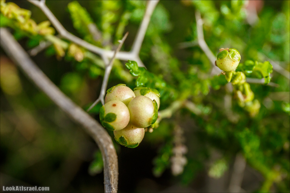 Цветение в парке Неот Кдумим | LookAtIsrael.com - Фото путешествия по Израилю
