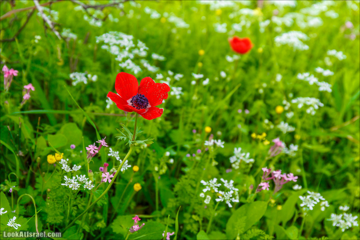 Цветение в парке Неот Кдумим | LookAtIsrael.com - Фото путешествия по Израилю