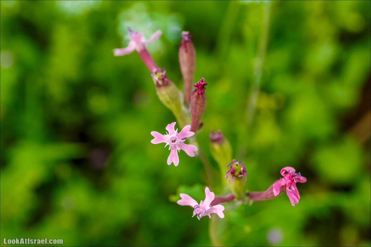 Цветение в парке Неот Кдумим | LookAtIsrael.com - Фото путешествия по Израилю