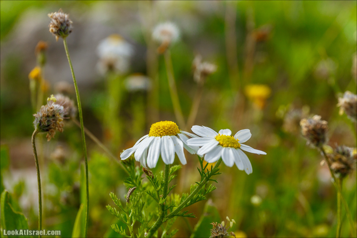 Цветение в парке Неот Кдумим | LookAtIsrael.com - Фото путешествия по Израилю