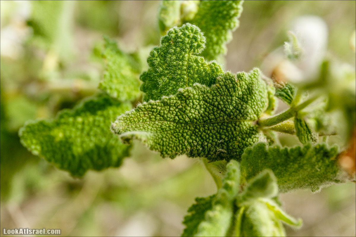 Цветение в парке Неот Кдумим | LookAtIsrael.com - Фото путешествия по Израилю
