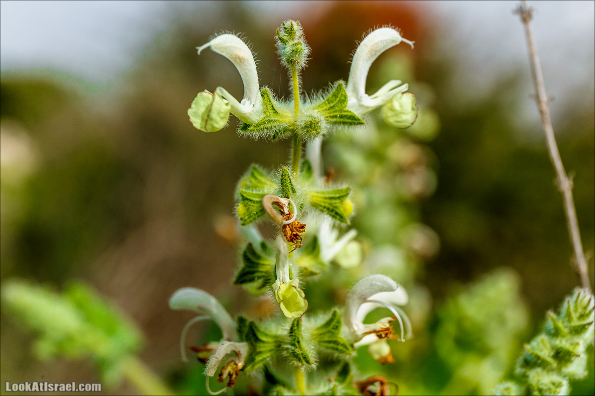 Цветение в парке Неот Кдумим | LookAtIsrael.com - Фото путешествия по Израилю