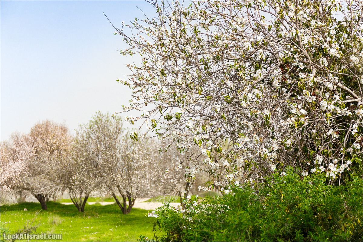 Цветение в парке Неот Кдумим | LookAtIsrael.com - Фото путешествия по Израилю