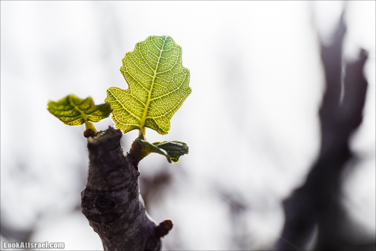Цветение в парке Неот Кдумим | LookAtIsrael.com - Фото путешествия по Израилю