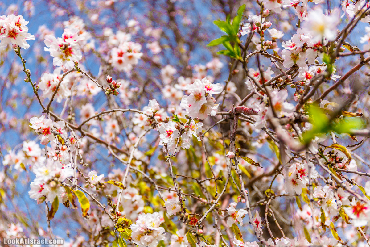 Цветение в парке Неот Кдумим | LookAtIsrael.com - Фото путешествия по Израилю