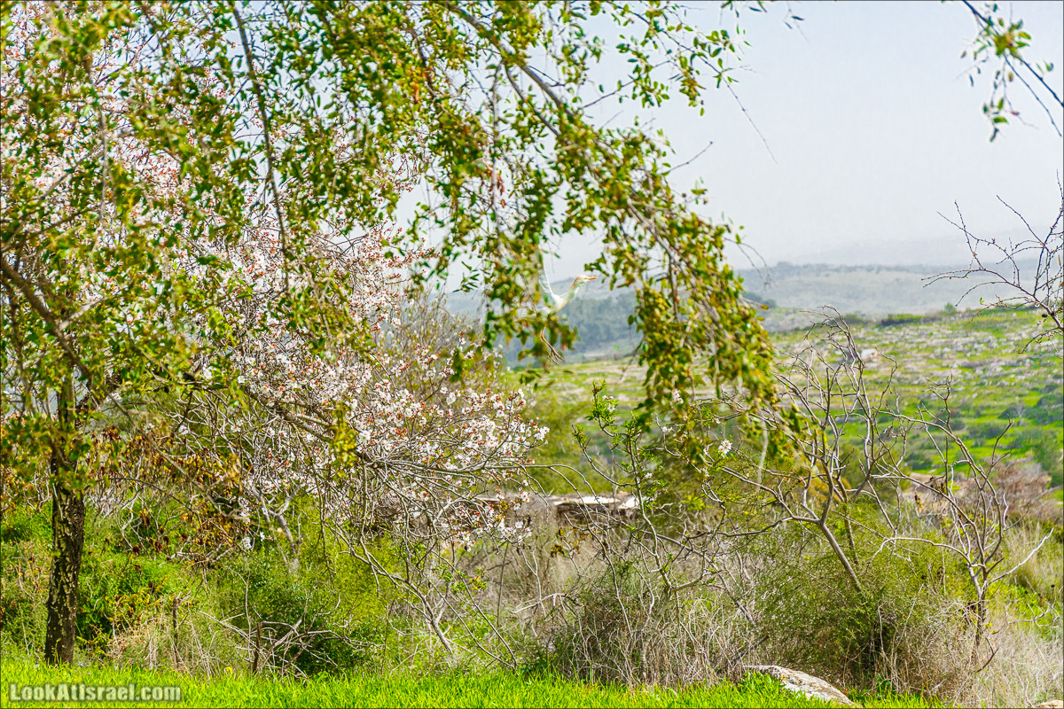 Цветение в парке Неот Кдумим | LookAtIsrael.com - Фото путешествия по Израилю