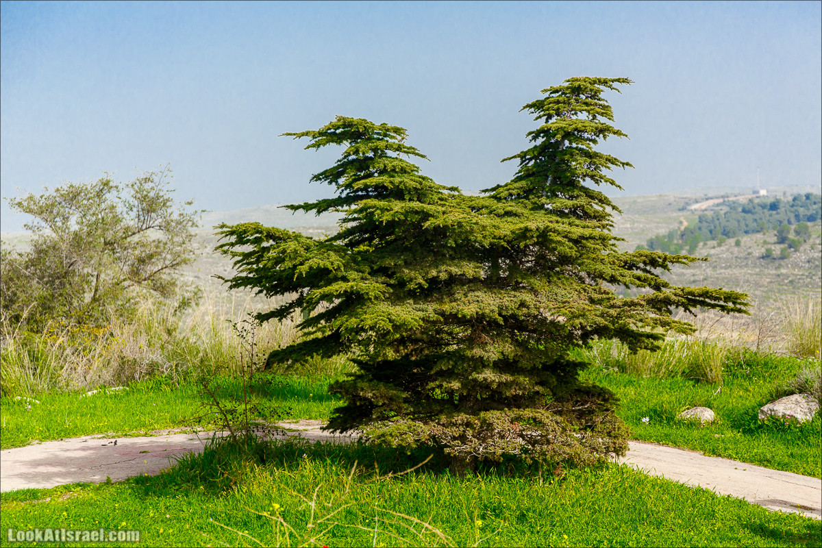 Цветение в парке Неот Кдумим | LookAtIsrael.com - Фото путешествия по Израилю