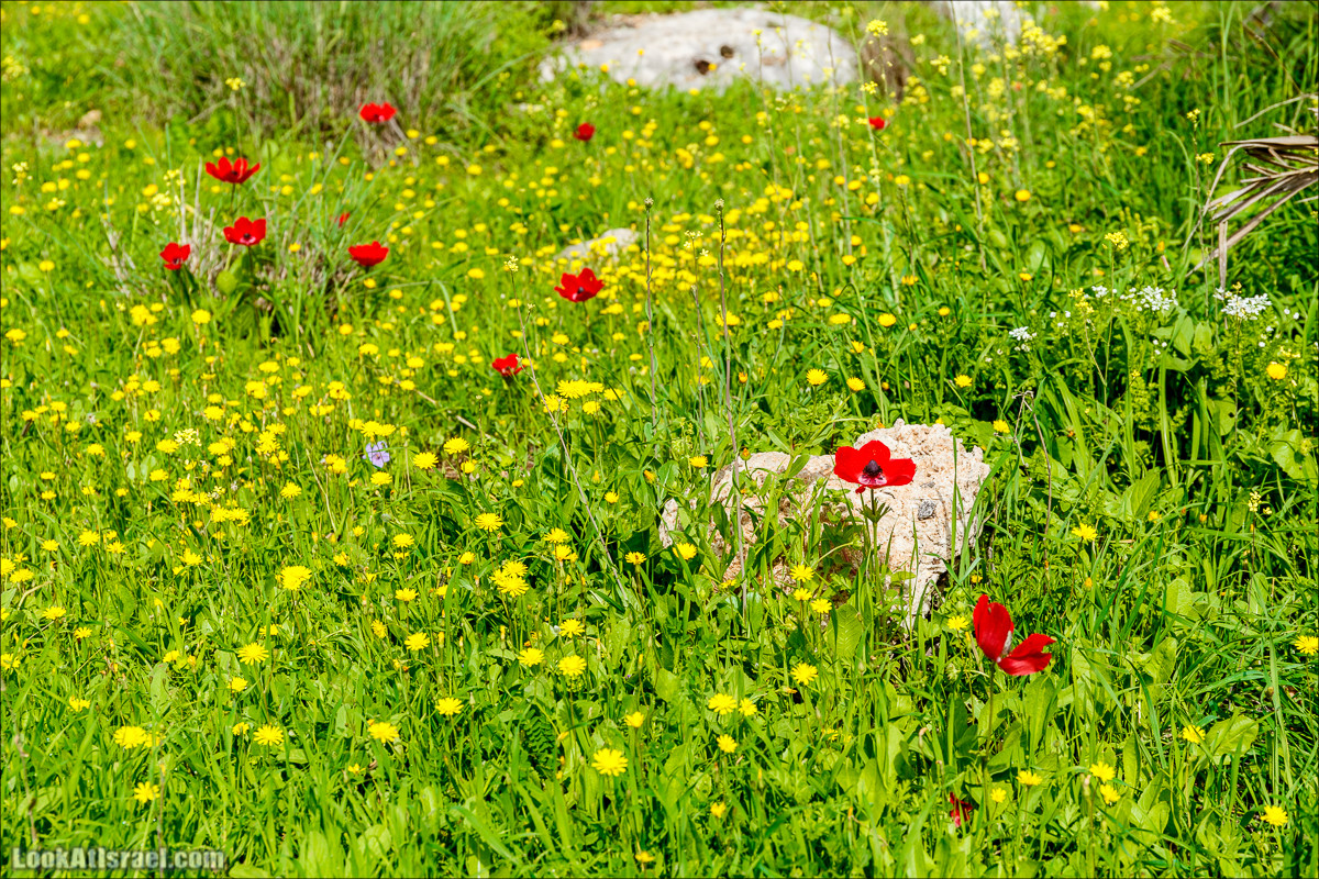Цветение в парке Неот Кдумим | LookAtIsrael.com - Фото путешествия по Израилю
