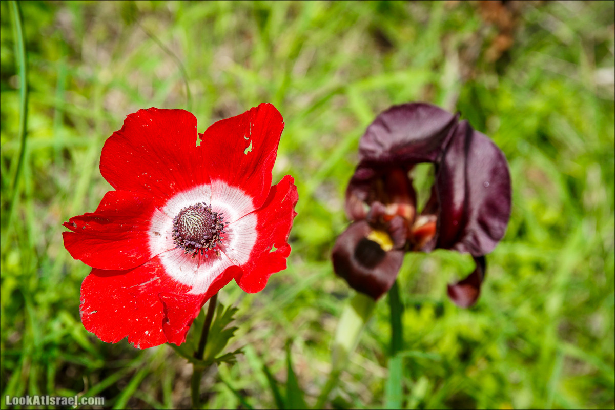 Цветение в парке Неот Кдумим | LookAtIsrael.com - Фото путешествия по Израилю