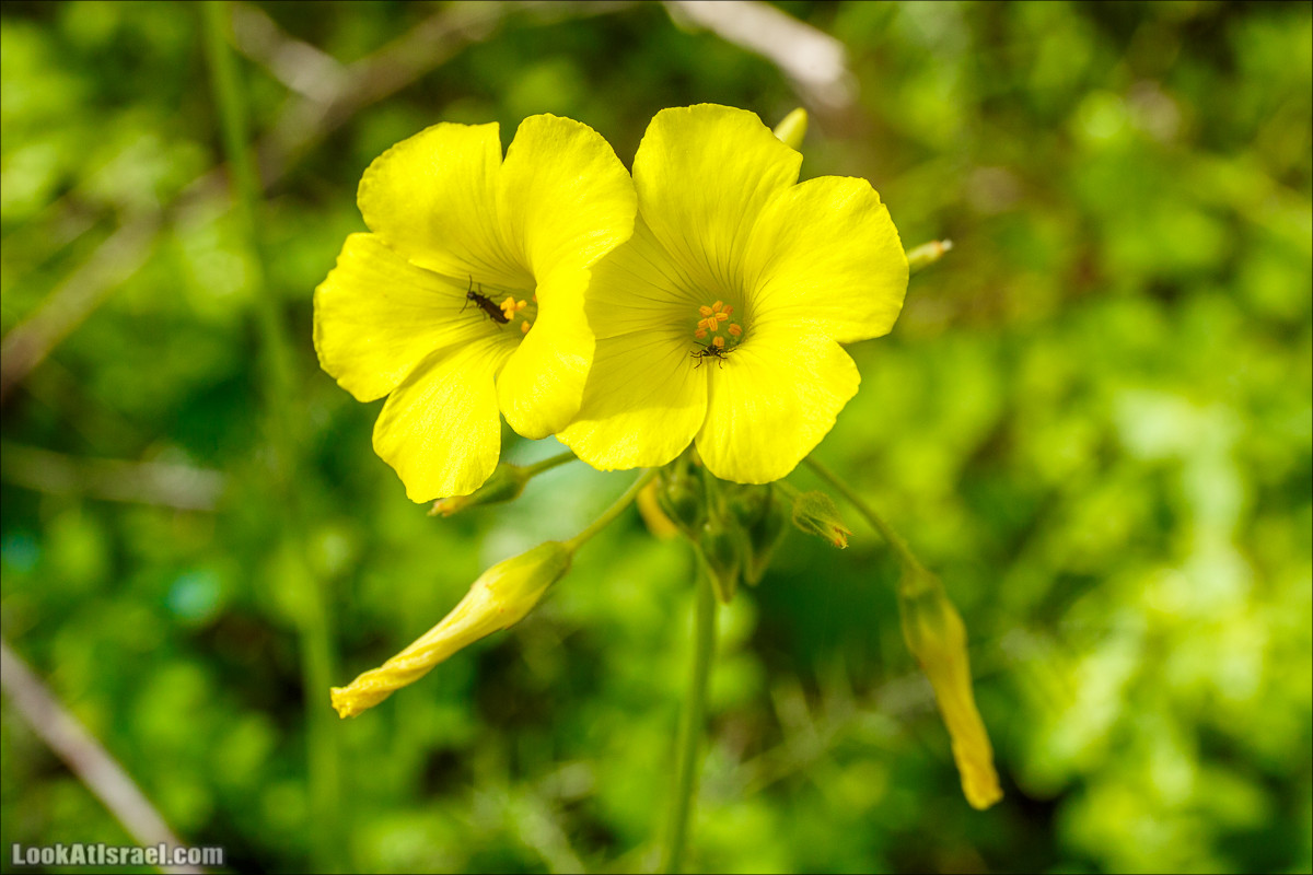 Цветение в парке Неот Кдумим | LookAtIsrael.com - Фото путешествия по Израилю