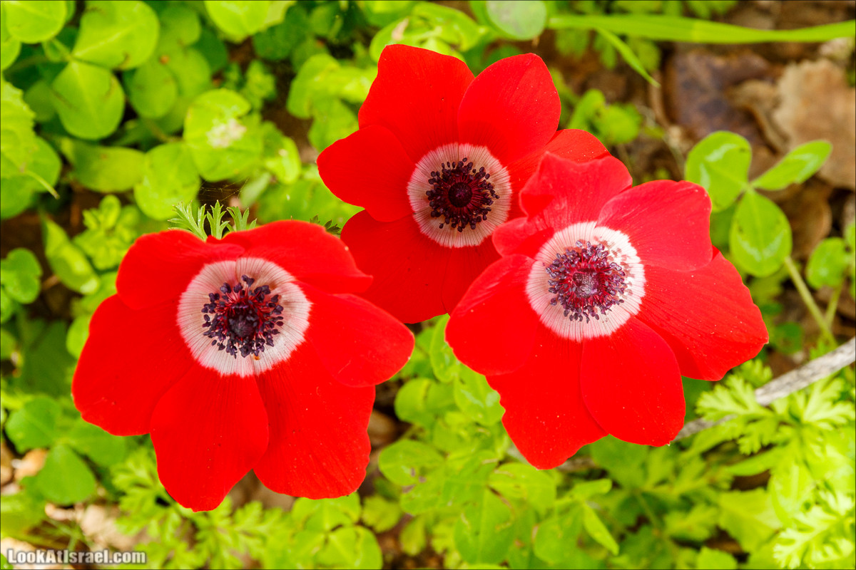 Цветение в парке Неот Кдумим | LookAtIsrael.com - Фото путешествия по Израилю