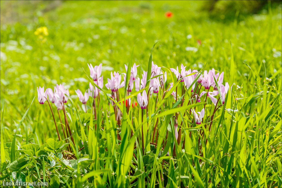 Цветение в парке Неот Кдумим | LookAtIsrael.com - Фото путешествия по Израилю