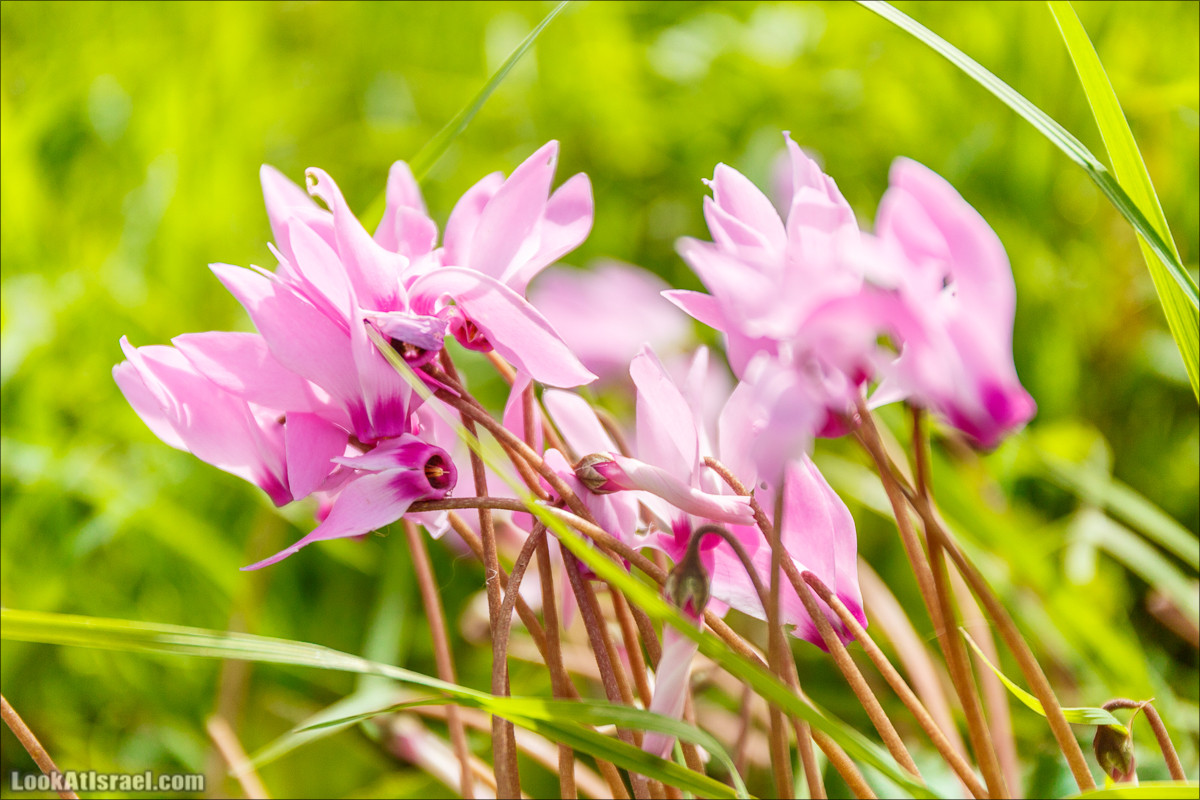Цветение в парке Неот Кдумим | LookAtIsrael.com - Фото путешествия по Израилю