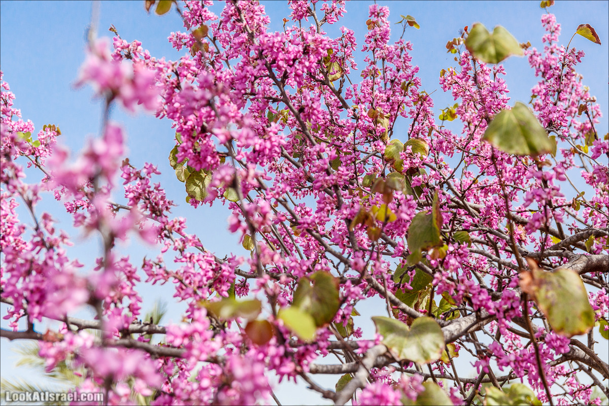 Цветение в парке Неот Кдумим | LookAtIsrael.com - Фото путешествия по Израилю