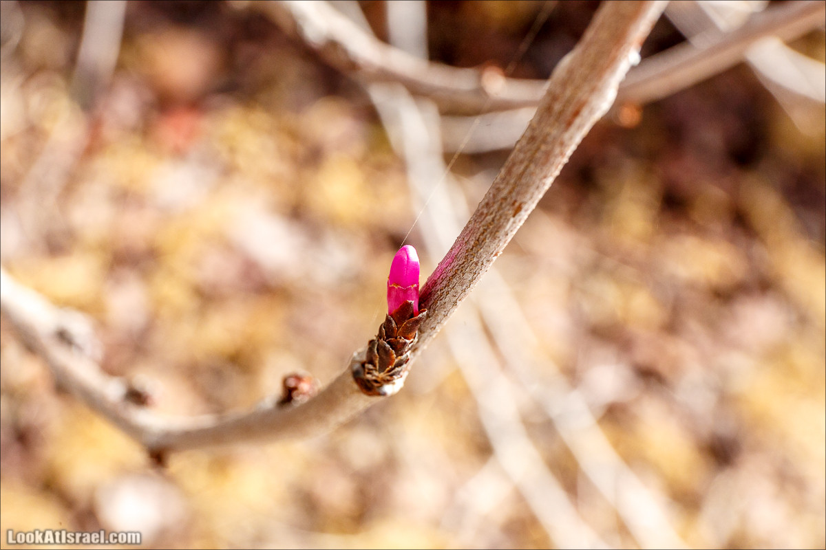 Цветение в парке Неот Кдумим | LookAtIsrael.com - Фото путешествия по Израилю