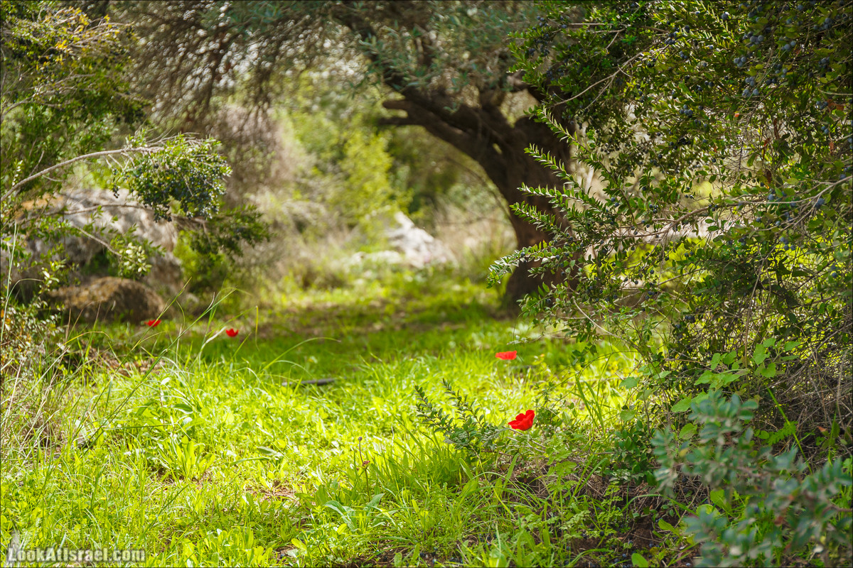 Цветение в парке Неот Кдумим | LookAtIsrael.com - Фото путешествия по Израилю