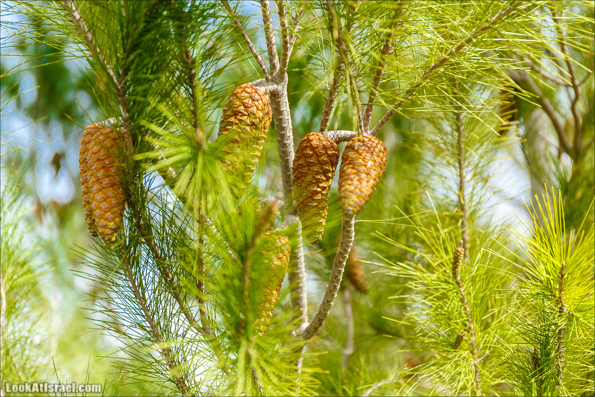 Цветение в парке Неот Кдумим | LookAtIsrael.com - Фото путешествия по Израилю