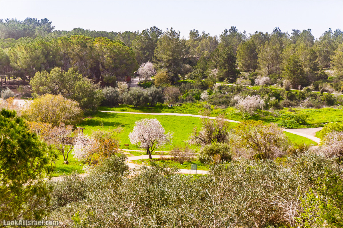 Цветение в парке Неот Кдумим | LookAtIsrael.com - Фото путешествия по Израилю