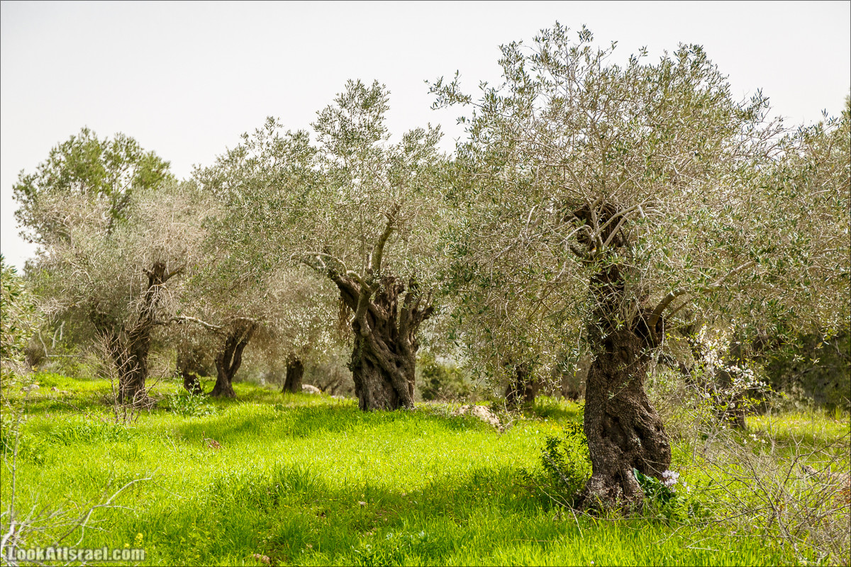 Цветение в парке Неот Кдумим | LookAtIsrael.com - Фото путешествия по Израилю