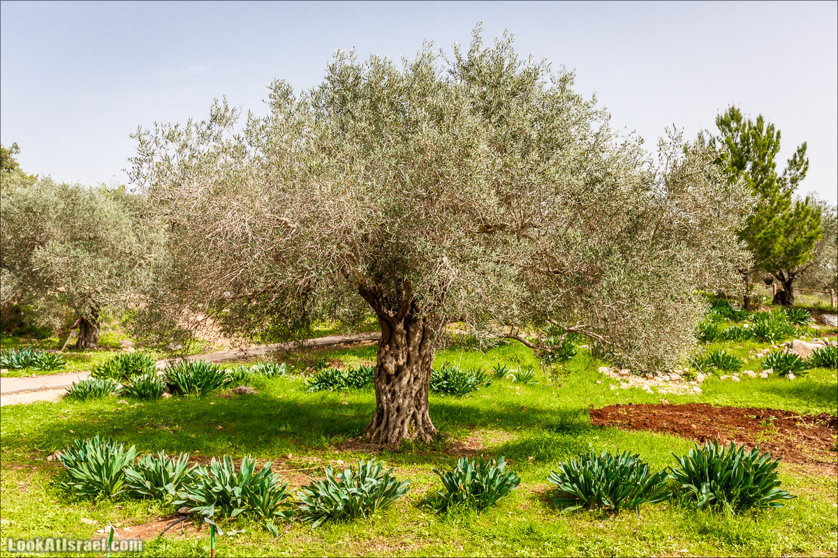 Цветение в парке Неот Кдумим | LookAtIsrael.com - Фото путешествия по Израилю