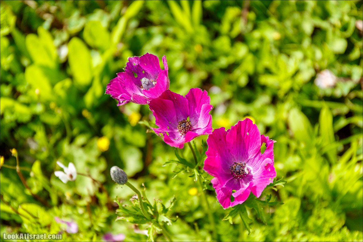 Цветение в парке Неот Кдумим | LookAtIsrael.com - Фото путешествия по Израилю