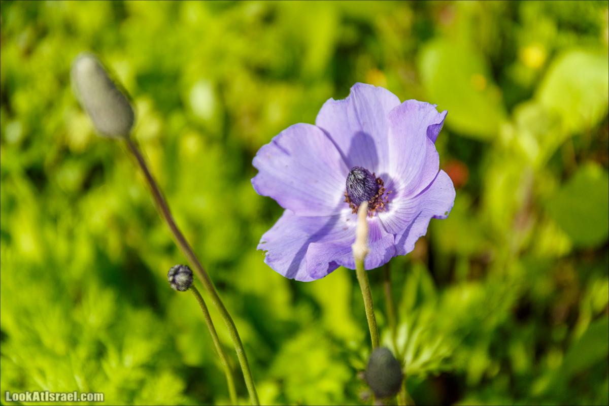 Цветение в парке Неот Кдумим | LookAtIsrael.com - Фото путешествия по Израилю