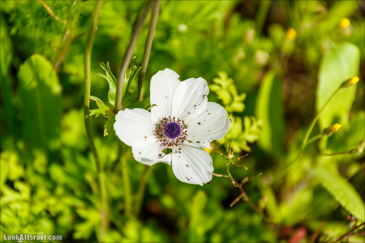 Цветение в парке Неот Кдумим | LookAtIsrael.com - Фото путешествия по Израилю
