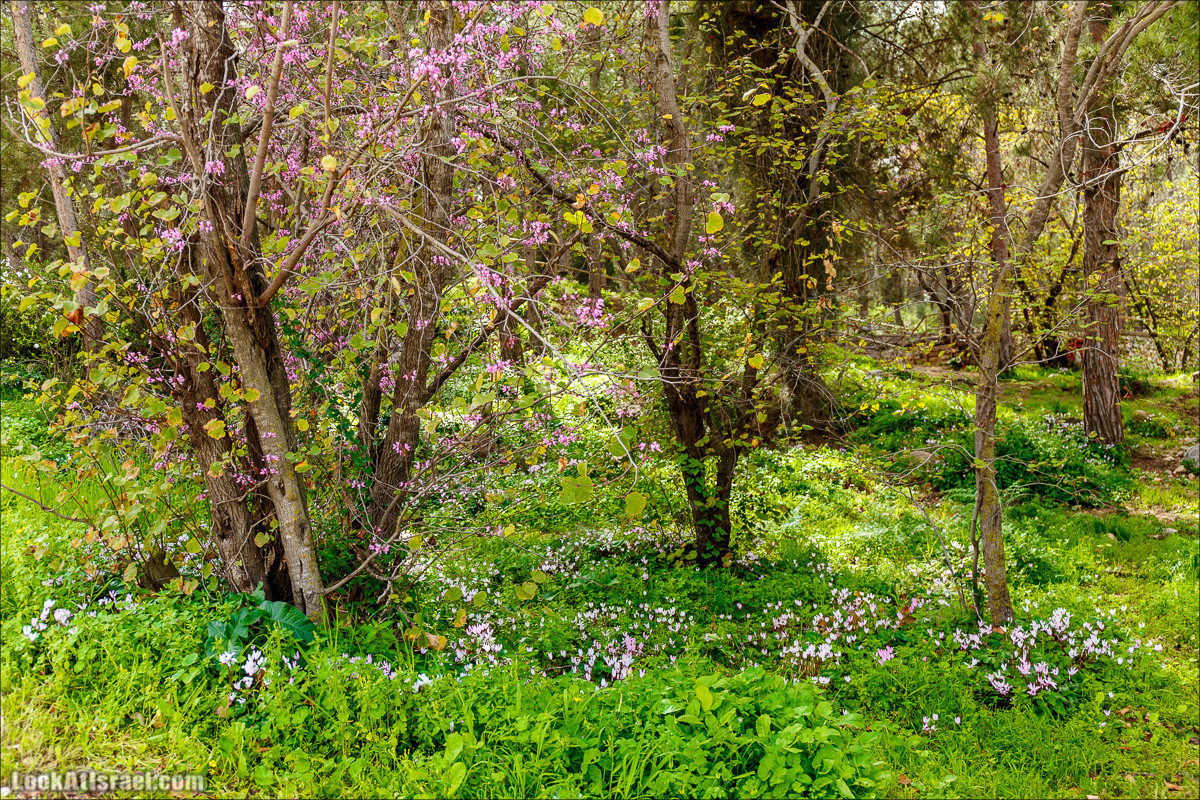 Цветение в парке Неот Кдумим | LookAtIsrael.com - Фото путешествия по Израилю