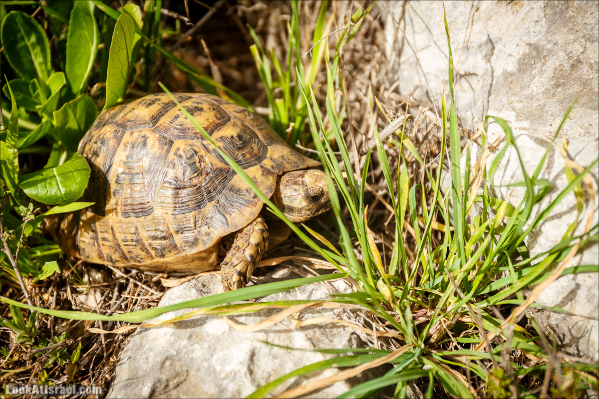 Цветение в парке Неот Кдумим | LookAtIsrael.com - Фото путешествия по Израилю