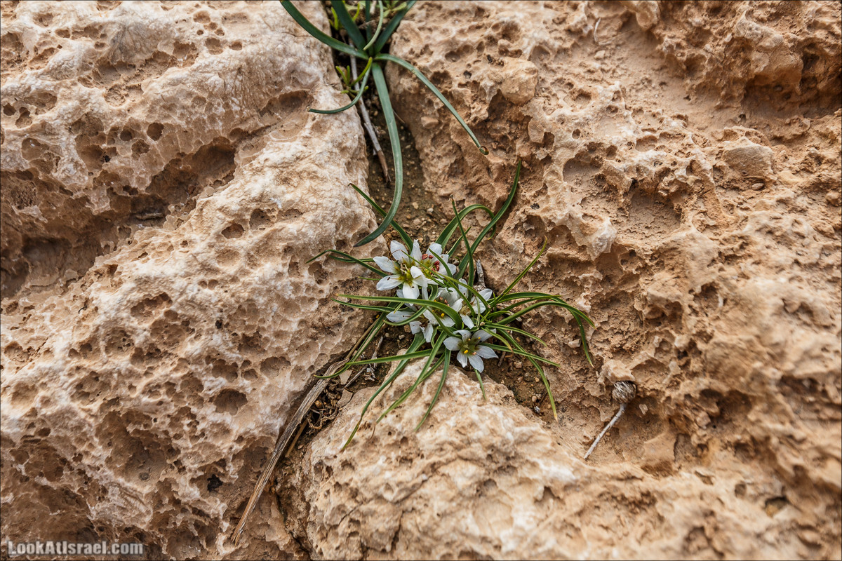 Махтеш Катан (Малый), Маале Хацера и ручей Нахаль Мазар | מכתש קטן, מעלה חצרה ונחל מזר | LookAtIsrael.com - Фото путешествия по Израилю