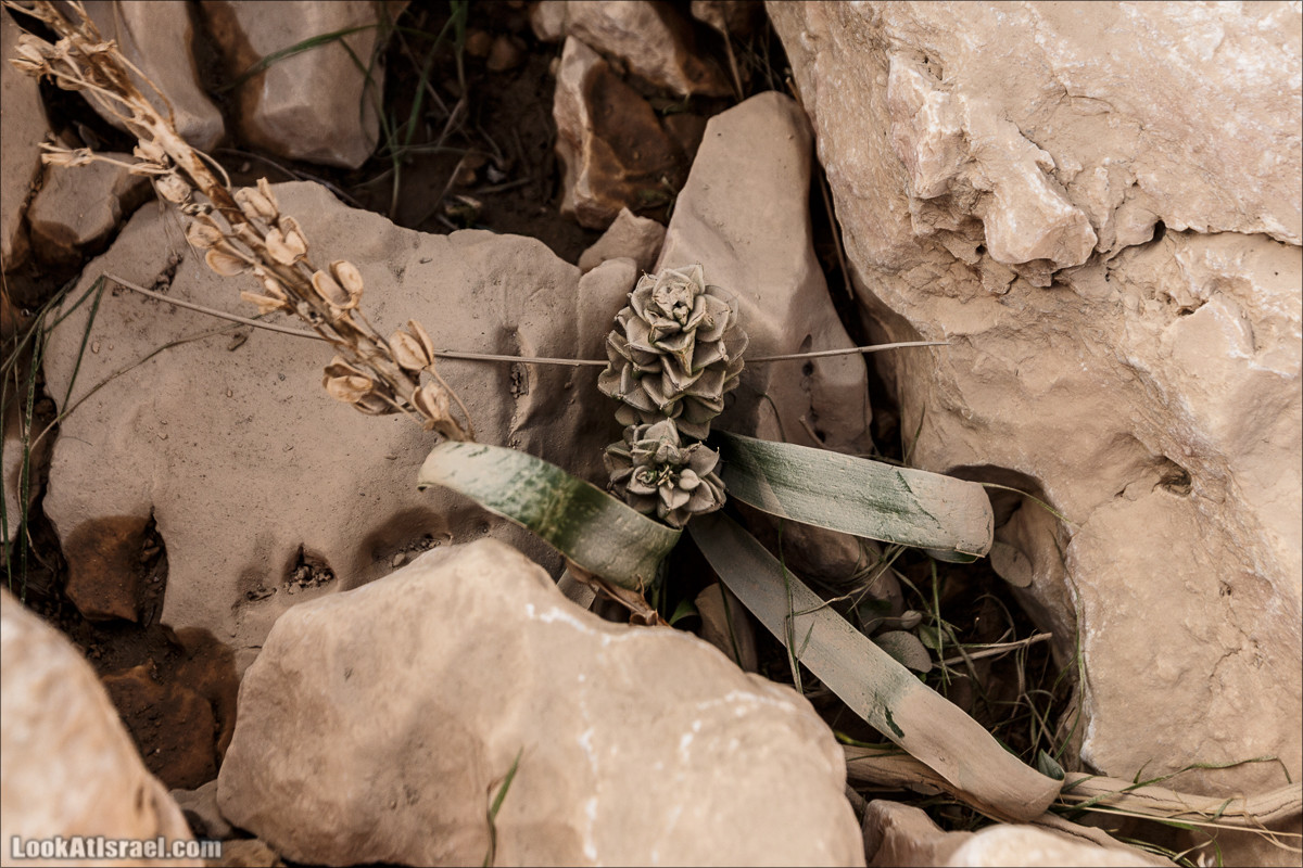 Махтеш Катан (Малый), Маале Хацера и ручей Нахаль Мазар | מכתש קטן, מעלה חצרה ונחל מזר | LookAtIsrael.com - Фото путешествия по Израилю