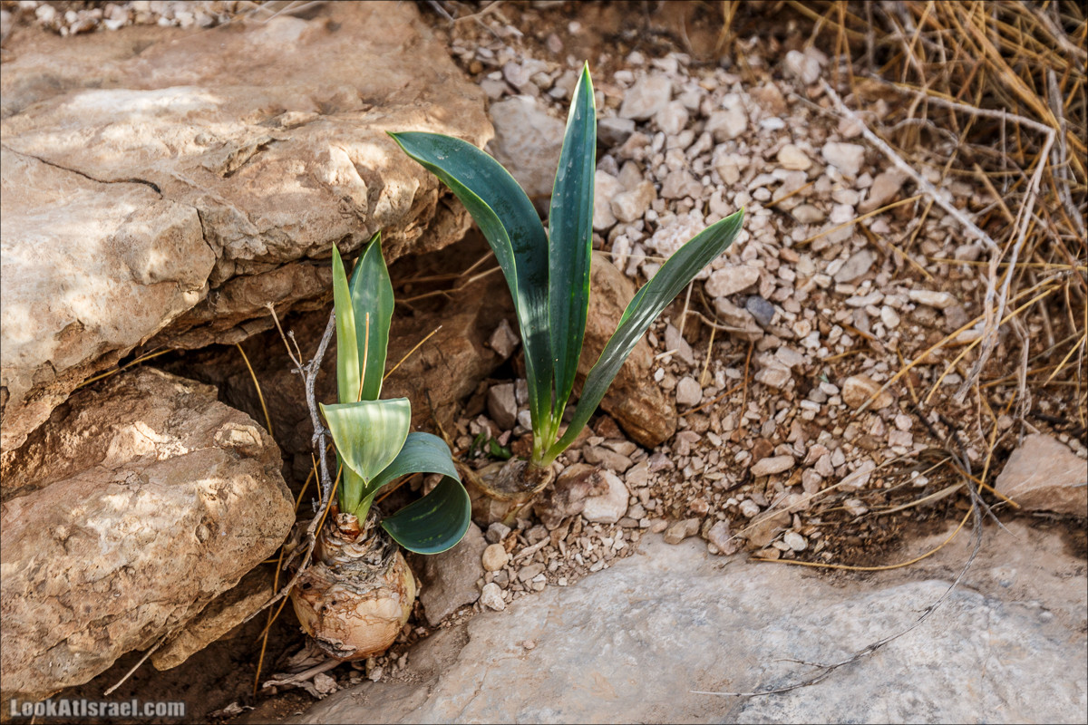 Махтеш Катан (Малый), Маале Хацера и ручей Нахаль Мазар | מכתש קטן, מעלה חצרה ונחל מזר | LookAtIsrael.com - Фото путешествия по Израилю