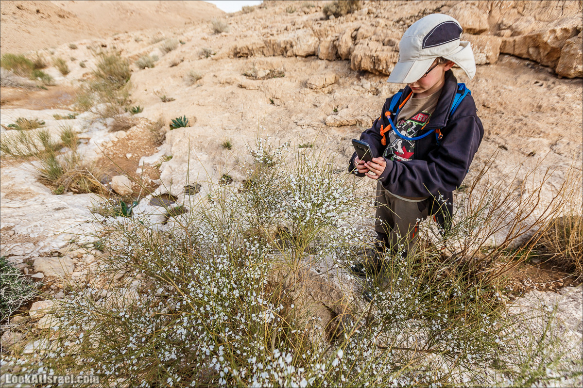 Махтеш Катан (Малый), Маале Хацера и ручей Нахаль Мазар | מכתש קטן, מעלה חצרה ונחל מזר | LookAtIsrael.com - Фото путешествия по Израилю