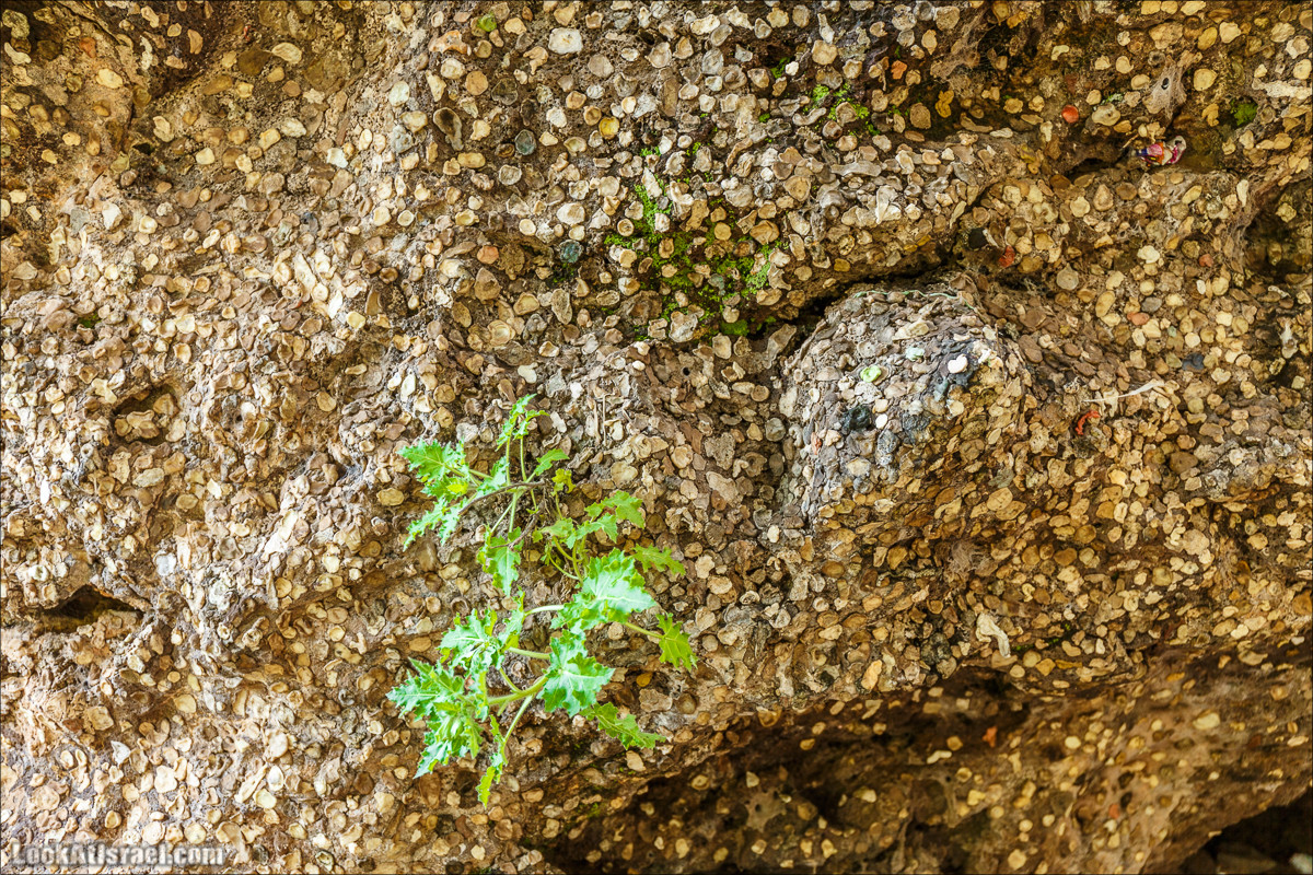 Водопады Голанских высот | LookAtIsrael.com - Фото путешествия по Израилю