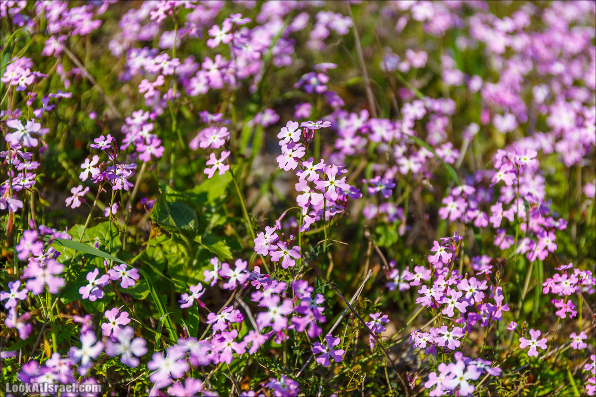 Водопады Голанских высот | LookAtIsrael.com - Фото путешествия по Израилю