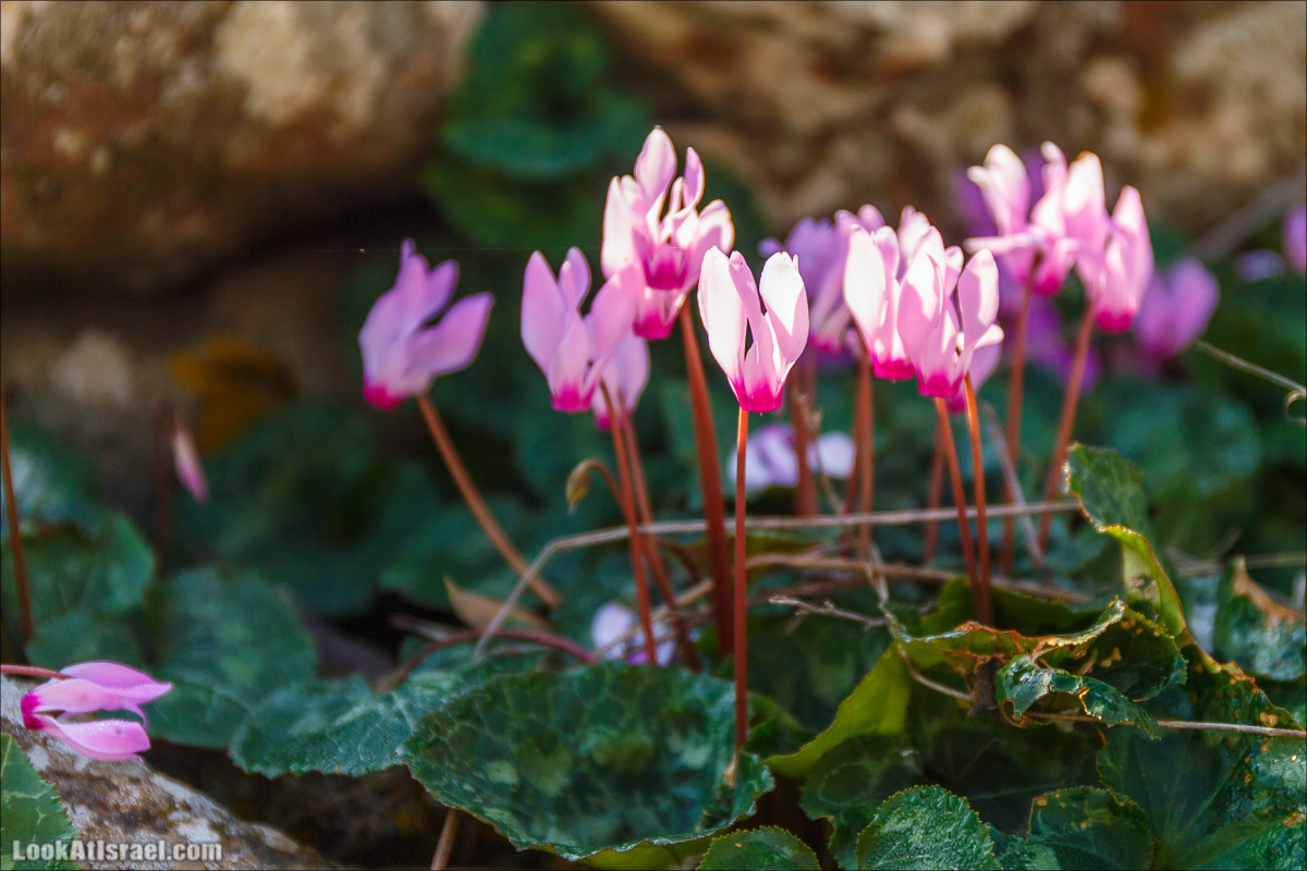 Водопады Голанских высот | LookAtIsrael.com - Фото путешествия по Израилю