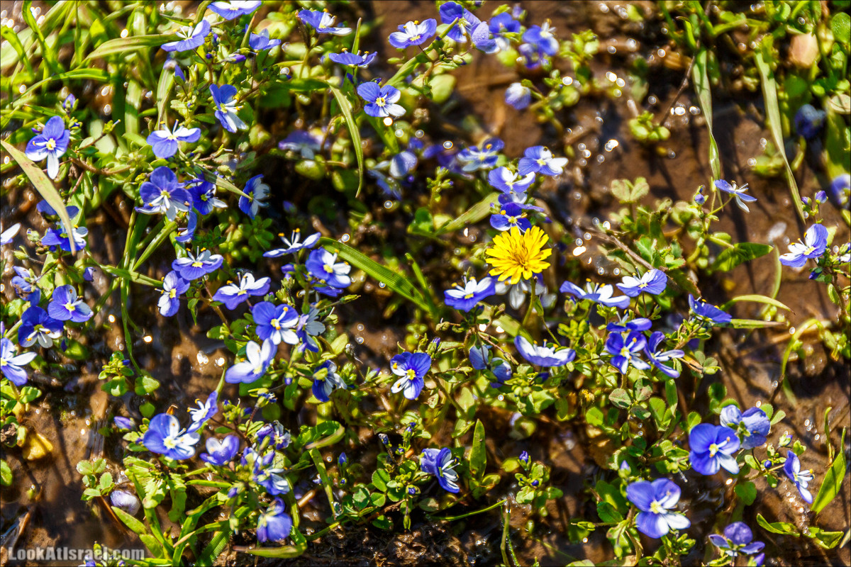 Водопады Голанских высот | LookAtIsrael.com - Фото путешествия по Израилю