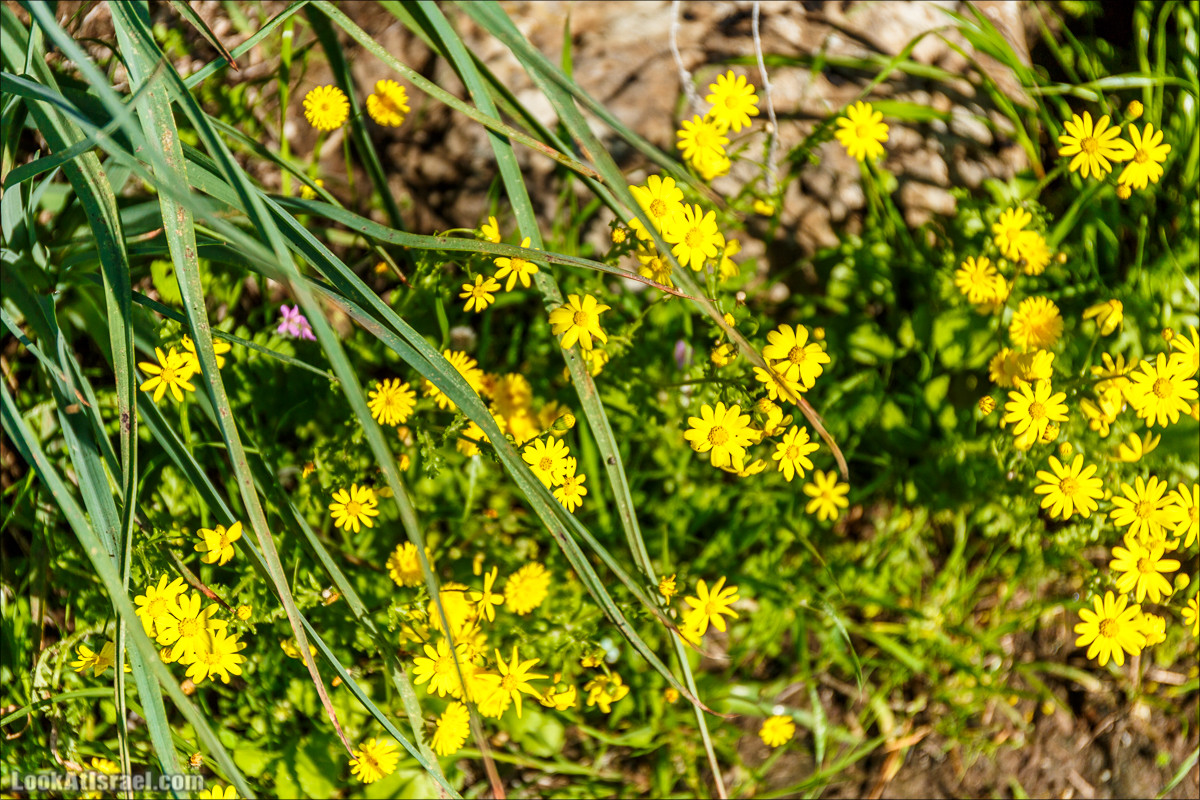 Водопады Голанских высот | LookAtIsrael.com - Фото путешествия по Израилю