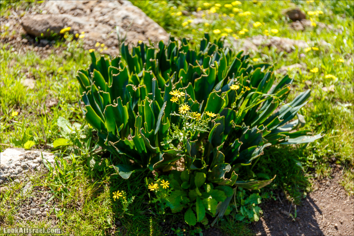 Водопады Голанских высот | LookAtIsrael.com - Фото путешествия по Израилю