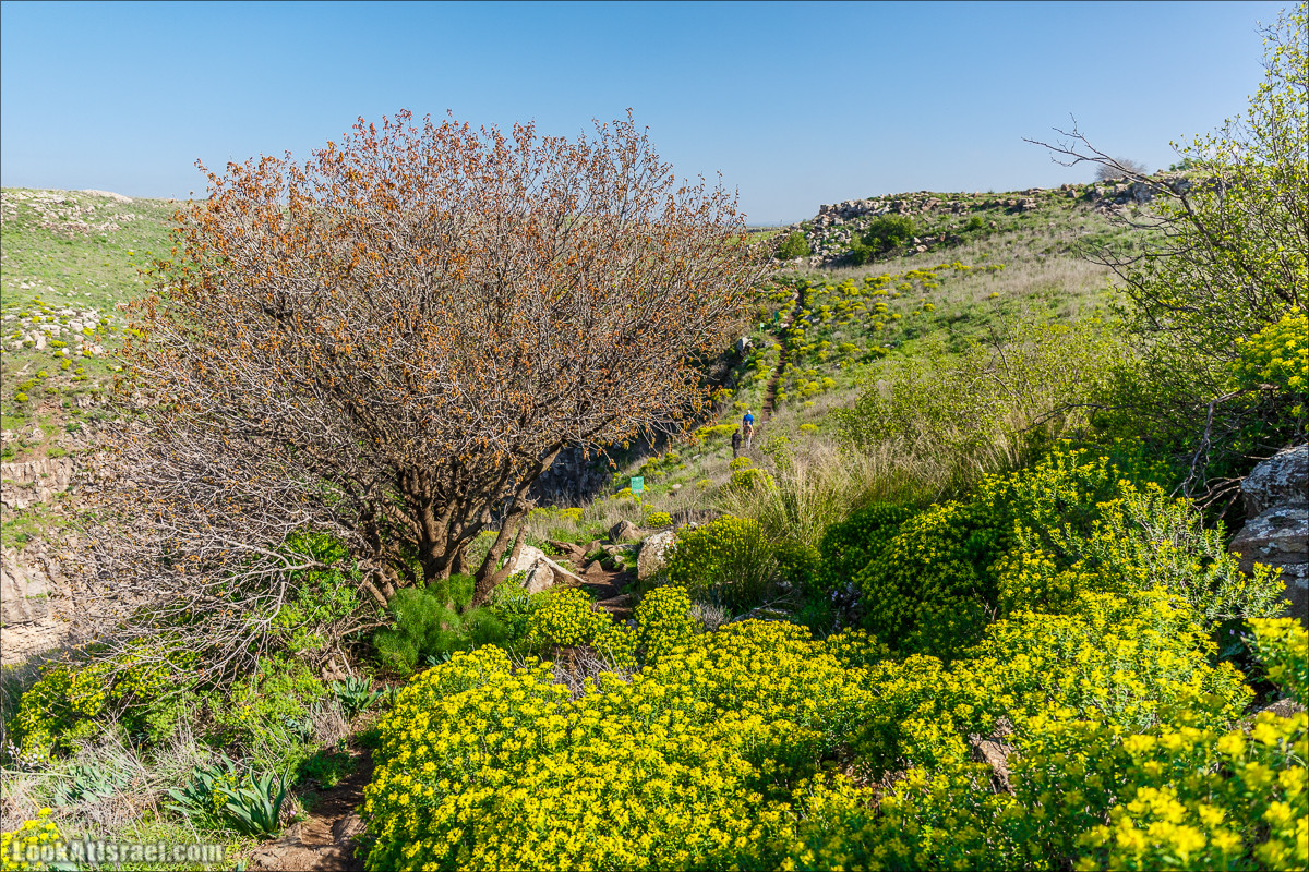 Водопады Голанских высот | LookAtIsrael.com - Фото путешествия по Израилю