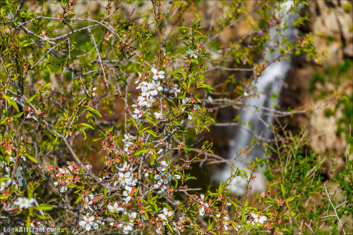 Водопады Голанских высот | LookAtIsrael.com - Фото путешествия по Израилю
