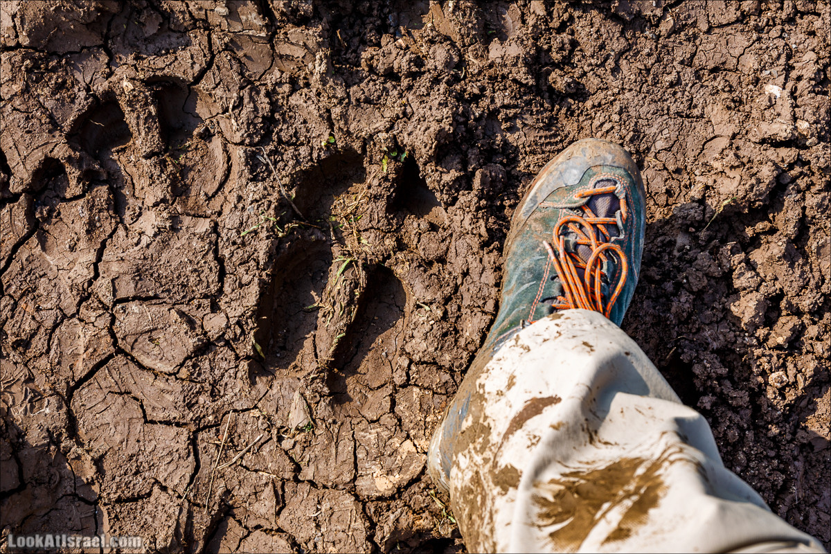 Водопады Голанских высот | LookAtIsrael.com - Фото путешествия по Израилю