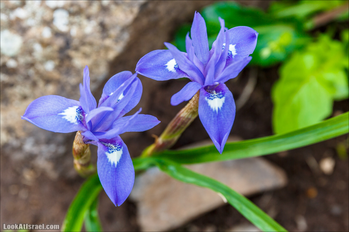 Водопады Голанских высот | LookAtIsrael.com - Фото путешествия по Израилю