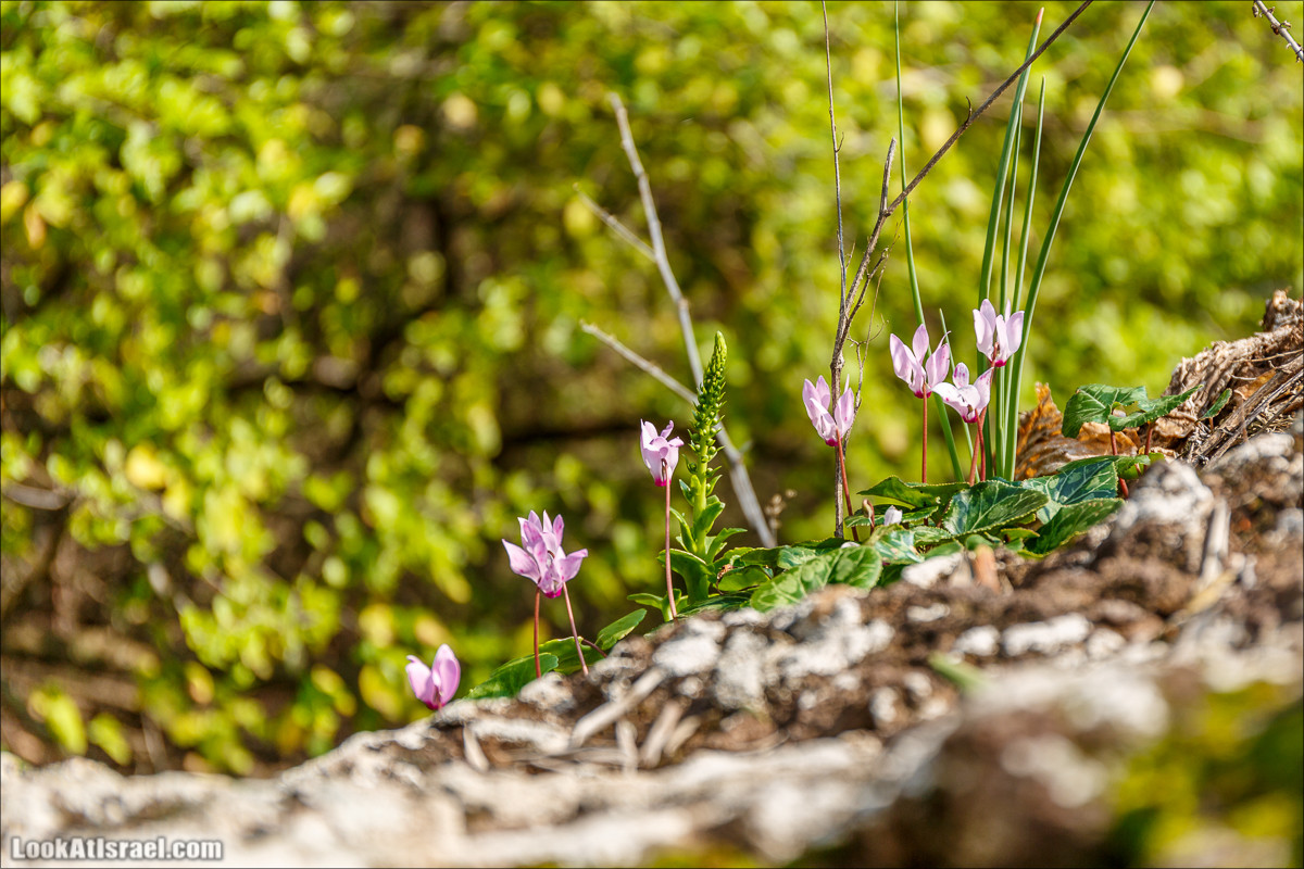 Водопады Голанских высот | LookAtIsrael.com - Фото путешествия по Израилю